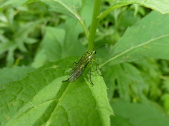 Tenthredo omega
