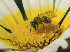 Andrena