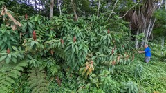 Costus spiralis