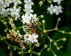 Monoceromyia floridensis