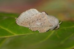 Phyllodesma suberifolia