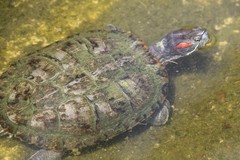 Trachemys scripta elegans