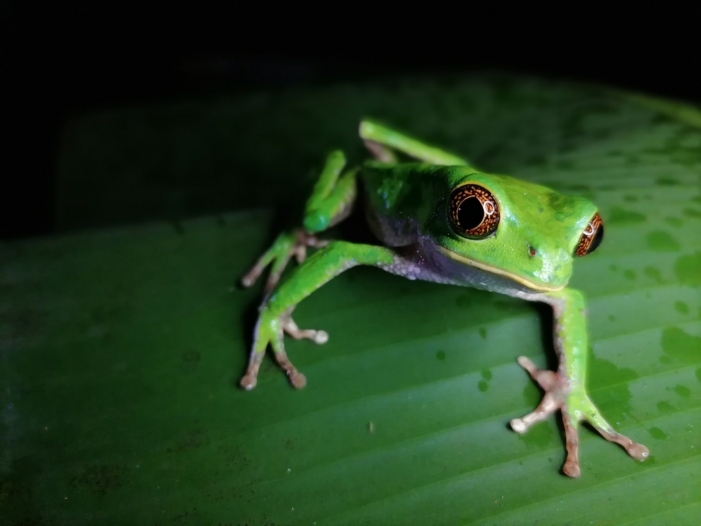 Trinidad Leaf-Nesting Frog
