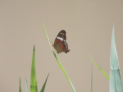 Anartia amathea