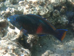 Scarus fuscopurpureus