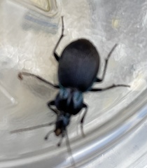 Sphaeroderus stenostomus