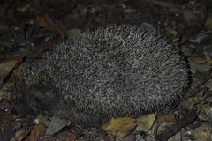 Erinaceus concolor