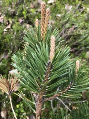 Pinus uncinata