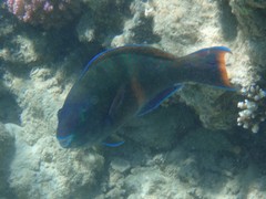 Scarus fuscopurpureus