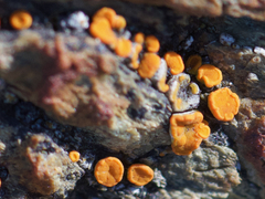 Polycauliona luteominia