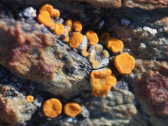 Polycauliona luteominia