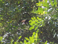 Heraclides anchisiades