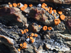 Polycauliona luteominia