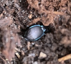 Sphaeroderus stenostomus