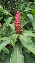 Costus spiralis