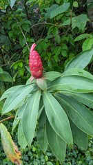Costus spiralis