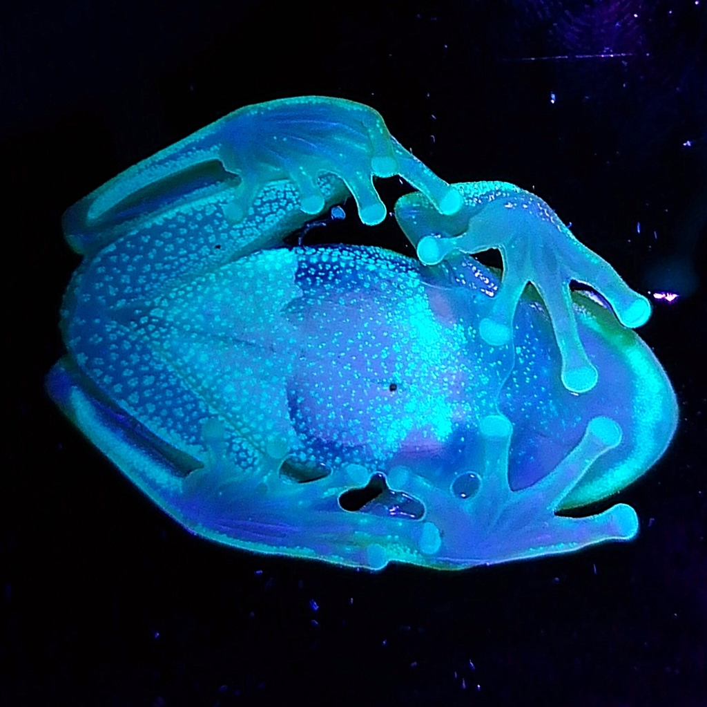 Polka-Dot Treefrog
