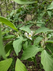 Lonicera maackii