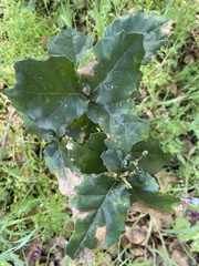 Quercus agrifolia