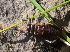 Pycnogaster jugicola