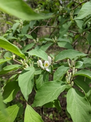Lonicera maackii