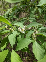 Lonicera maackii