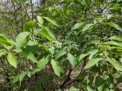 Lonicera maackii