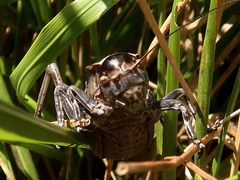 Pycnogaster jugicola