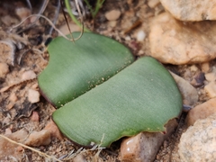 Haemanthus