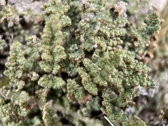 Myriopteris gracilis