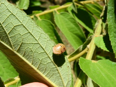 Misippus spinolae