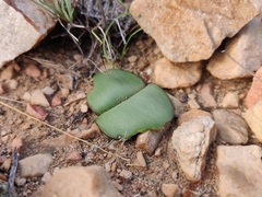 Haemanthus