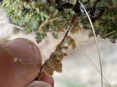 Myriopteris gracilis