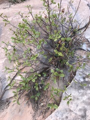 Frangula betulifolia