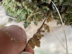 Myriopteris gracilis