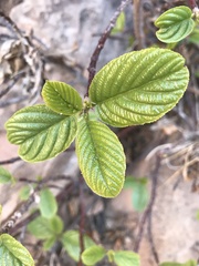 Frangula betulifolia
