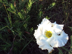 Mandevilla petraea