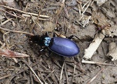 Laemostenus janthinus