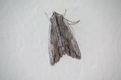 Lithophane semibrunnea