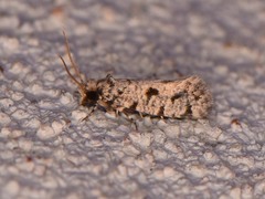 Amydria margoriella