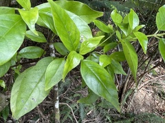 Geniostoma ligustrifolium
