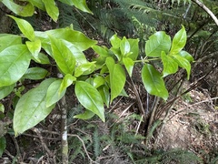 Geniostoma ligustrifolium