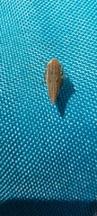 Anoscopus