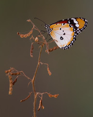 Danaus chrysippus alcippus