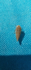 Anoscopus