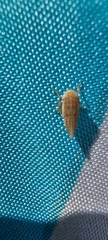 Anoscopus