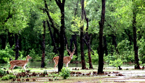 Chital
