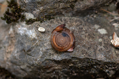 Oestophorella buvinieri