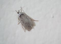 Agonopterix scopariella