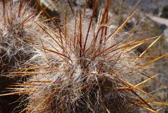 Oreocereus leucotrichus